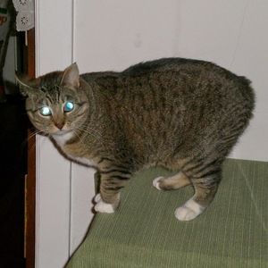 Meet your Posher, Lady manx